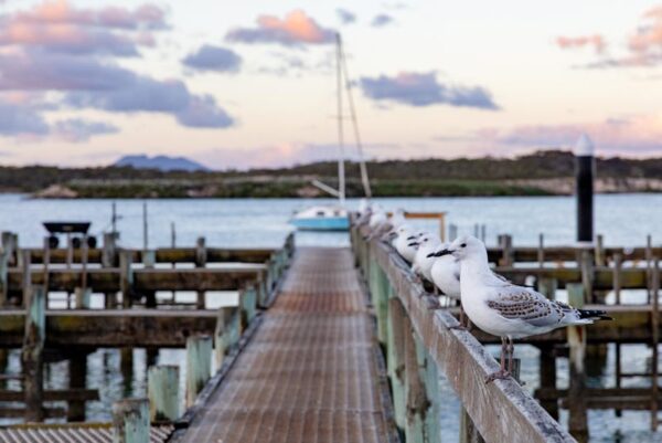 Coffin Bay Jetty 2