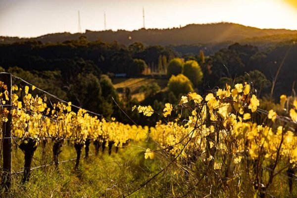 Autumn in Uraidla